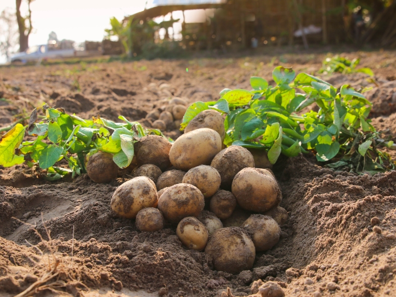 Higher potato yields in Uganda through access to varieties that are resistant to diseases