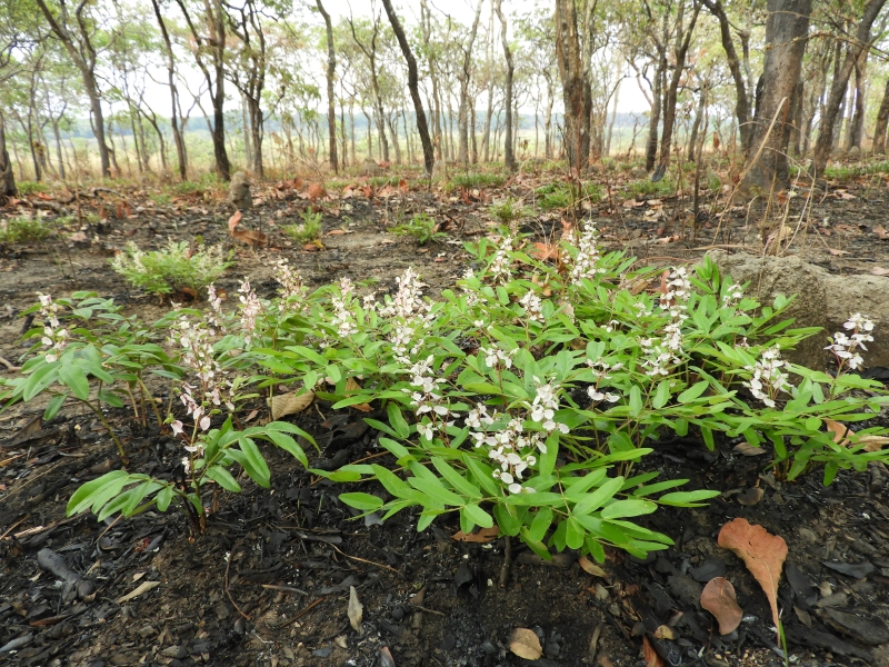 Integration of agroforestry resulting in Plan Vivo carbon certification in Chibabava