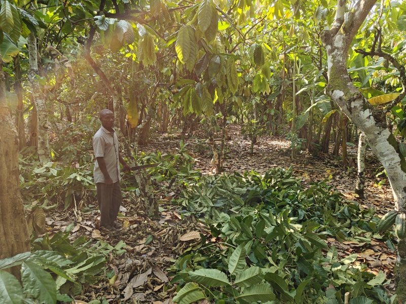 Zoto_klimaatbestendigheid-van-cacao--en-vanilleboeren-versterken