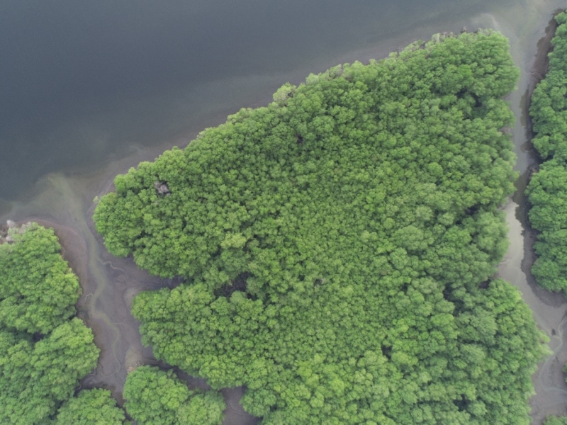 Mangrove forest regeneration in Ecuador