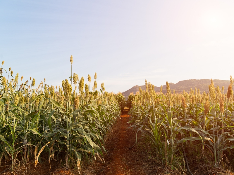 Promising management practices for the yield of sorghum under current and future climate conditions