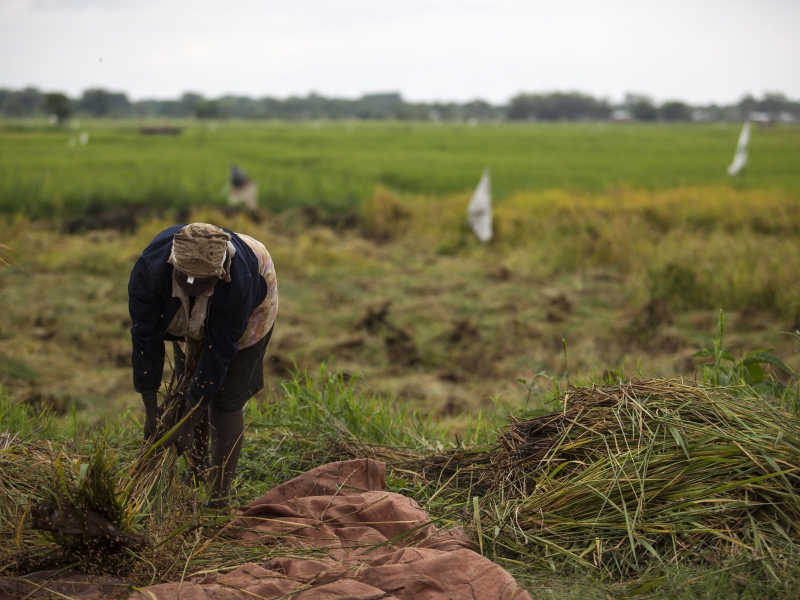 Sustaining rice productivity through inclusive finance in Tanzania