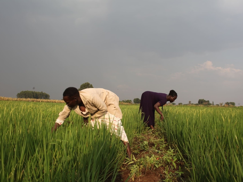 Climate adaptation and mitigation for Uganda’s rice sector