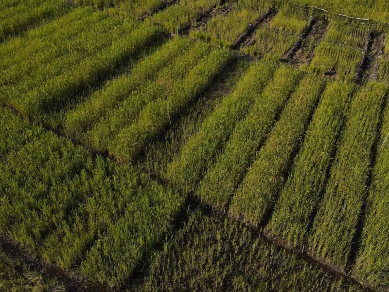 Klimaatbestendigheid van de landbouw en de lokale gemeenschappen in Chipanje Chetu versterken