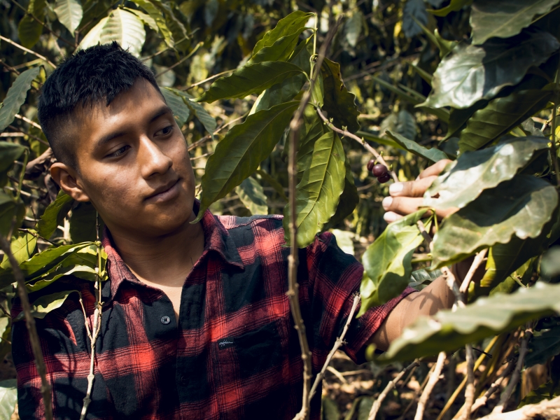 Naar inclusieve klimaatbestendigheid voor inheemse koffieboeren