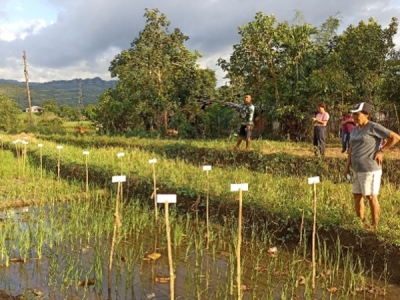 Trial farm MASIPAG in Negros © Solidagro (Agriculture)