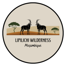 Lipilichi Wilderness Investimentos